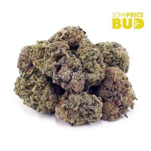 Blackberry Haze (AA) Buy Blackberry Haze (AA) online Canada
