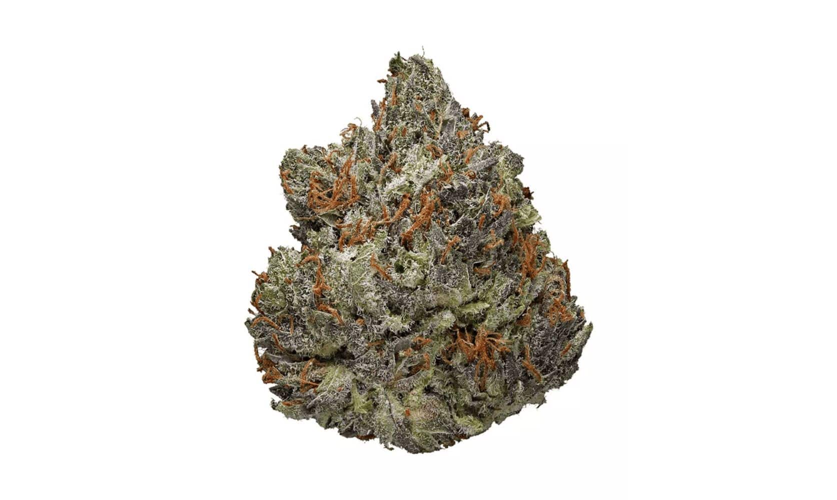 Amnesia Haze strain has been around since the 90s. So why is it still so popular? This strain review looks at its effects to help you make a decision.