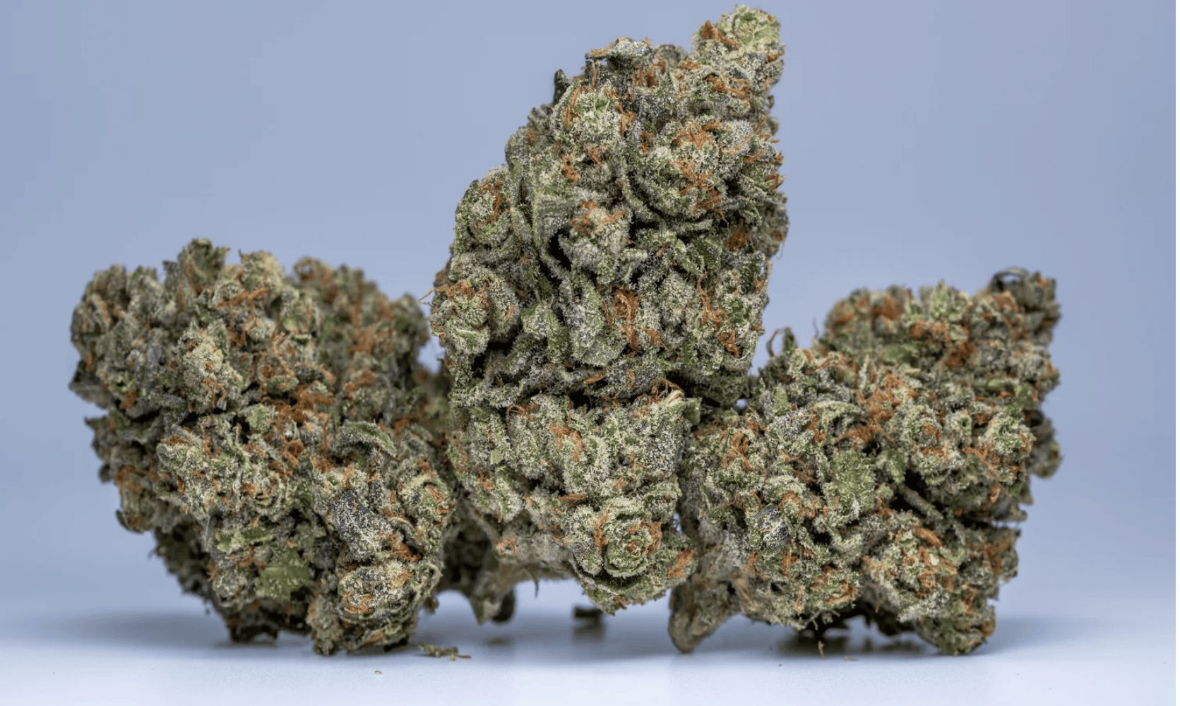 Moby Dick strain is not your everyday Sativa. Looking for a potent Sativa hit? Find out why Moby Dick weed is a perfect fit for your tastebuds. 