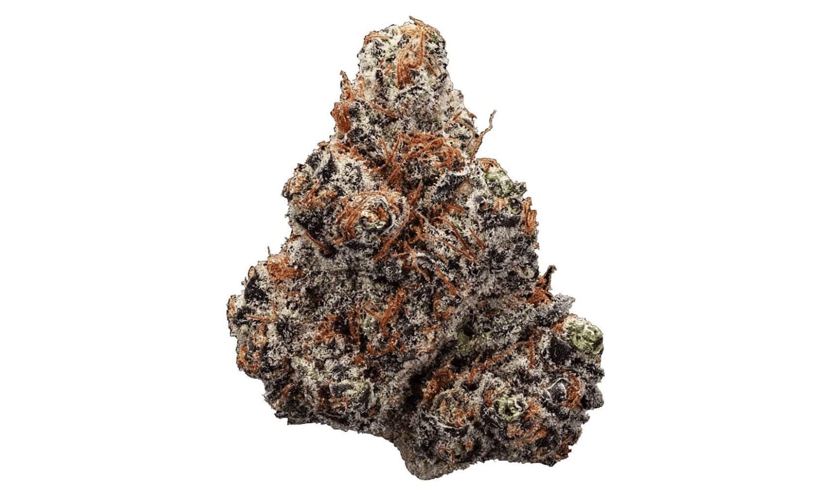 Northern Lights weed strain has been around since the 70s. But what makes it one of the most sought-after buds decades later? Read blog now!