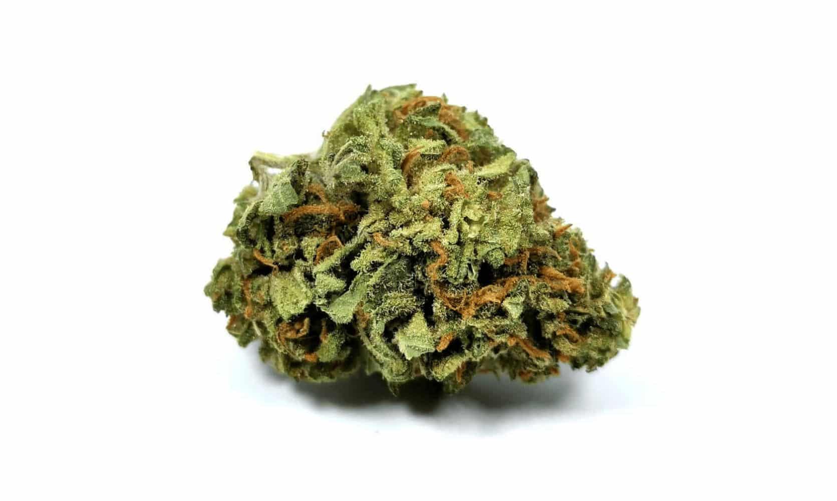 Wedding Crasher strain is a high-THC & aromatic strain that will leave you happy, euphoric, and hungry. Perfect for both morning and evening use.
