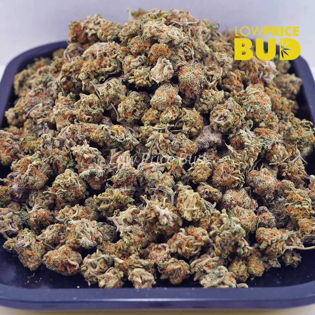 NYC Diesel (AAAA) – Popcorn Nugs Buy NYC Diesel (AAAA) – Popcorn Nugs online Canada