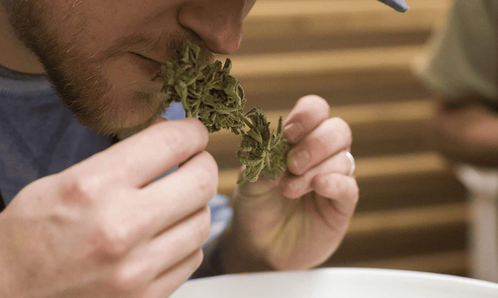 If you have expensive taste but want to stay in budget, these premium Sativa strains are perfect. Discover how Sativa feel & where to buy online.