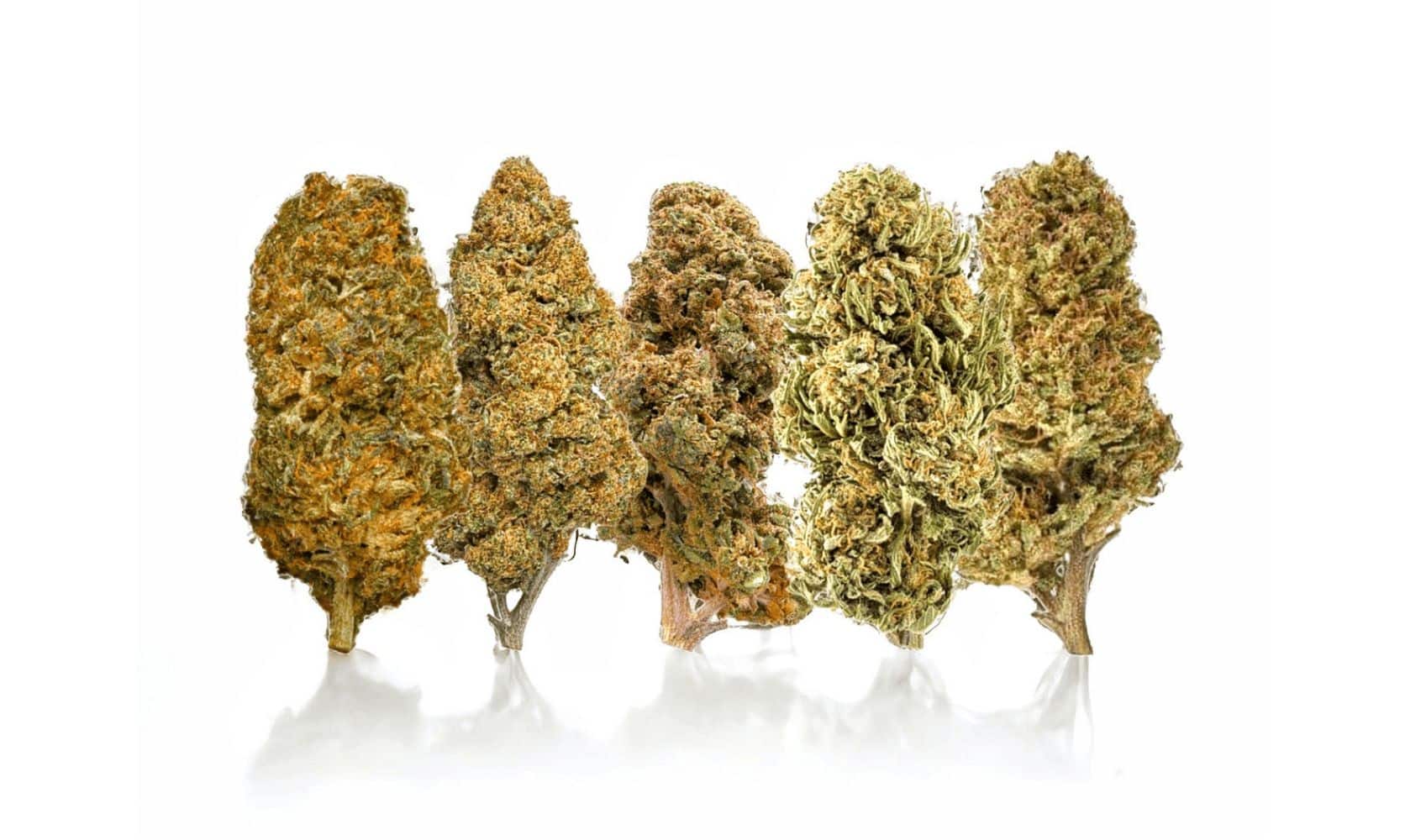 Meet the Sativa icon, the Blue Dream bud! Find out how much THC it packs, what it tastes like, & the effects. All the info you need in one place!
