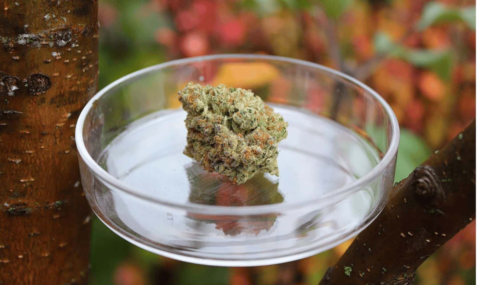 Looking for top-shelf indica bud? LPB pot store can help. From Afghani Haze & Girl Scout Cookies to Khalifa Kush, we have everything.