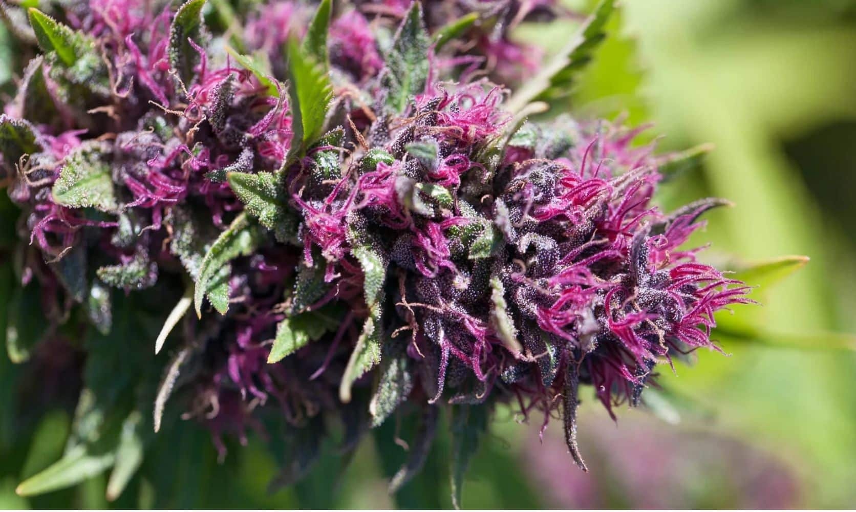 Are you wondering which Pink weed best suits you? This guide looks at the most popular Pink Kush strains in Canada to help you make best choice.