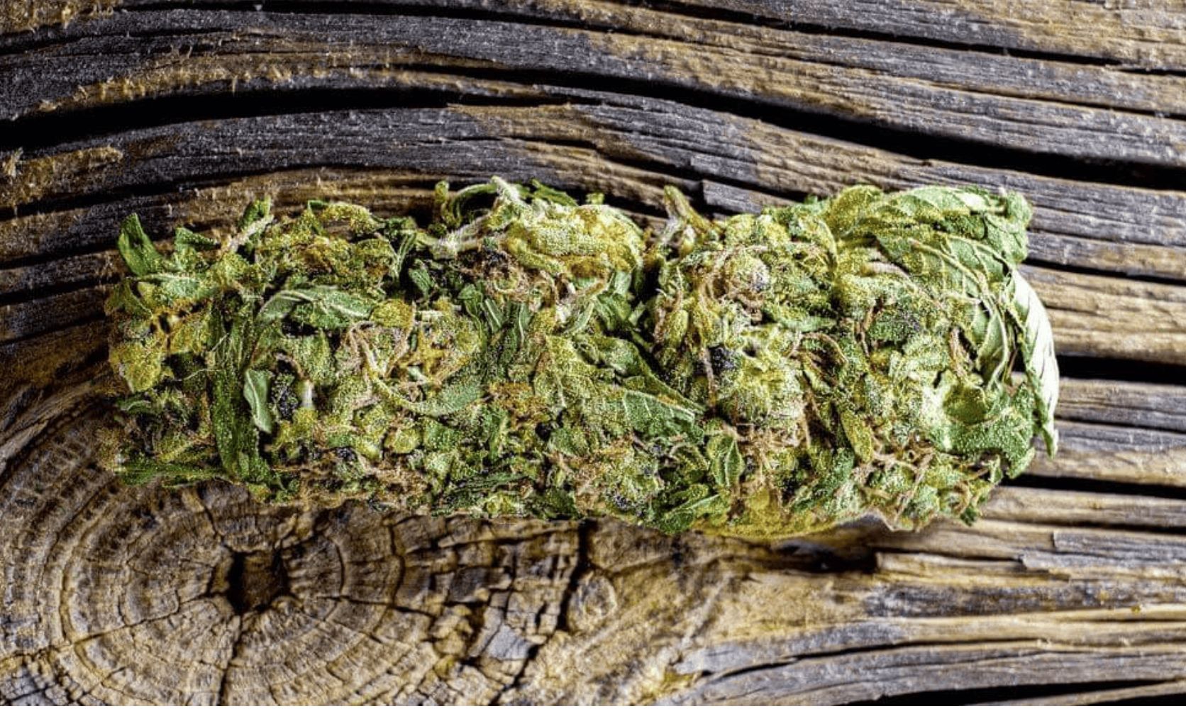 This review explores Tangerine Dream strain’s delicious aroma, flavour, genetic background, and potent effects to help you decide if it's worth trying