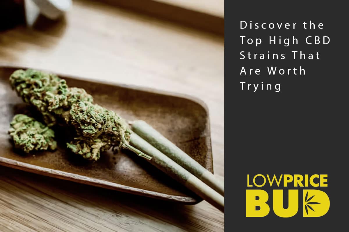 high cbd strain