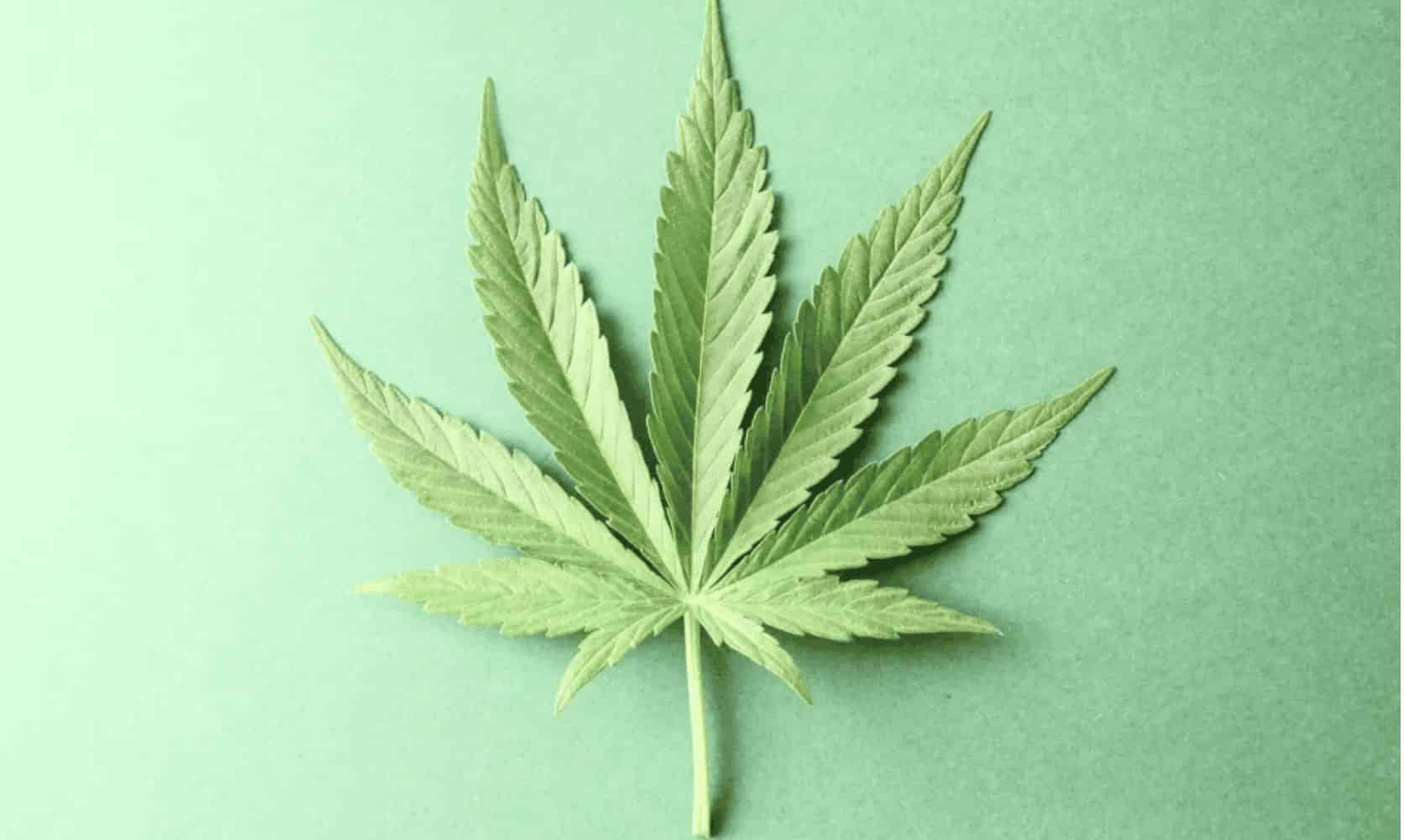 Cheapest weed online in Canada is not low-quality weed. Read this guide before you head to a cannabis dispensary to grab some discount buds.Â