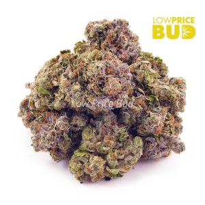 El Jefe (AAA) Buy El Jefe (AAA) online Canada