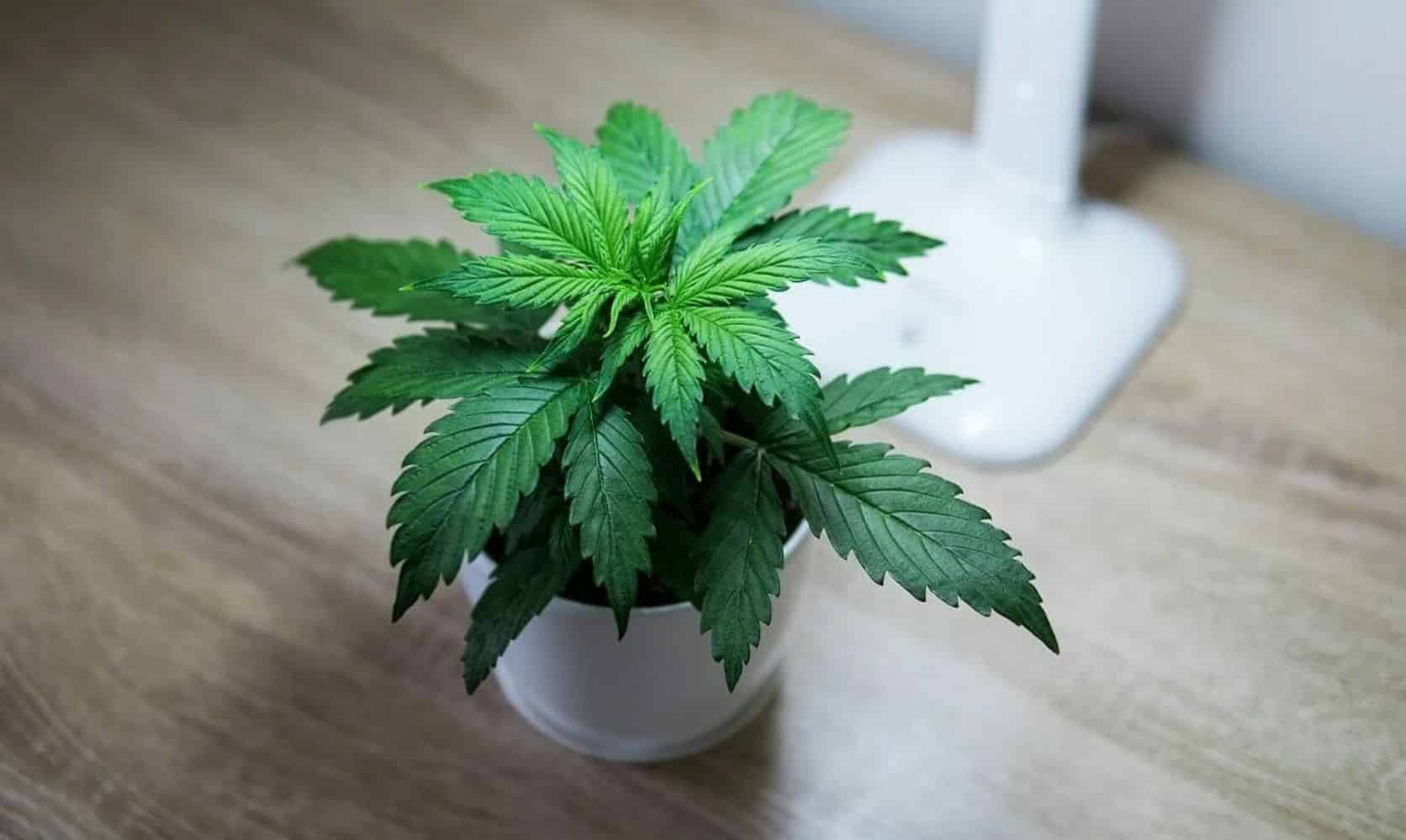 Cannabis enthusiasts can buy all kinds of ganja strains from our dispensary Canada. We can help if you’re looking for cheap ounces of weed online.