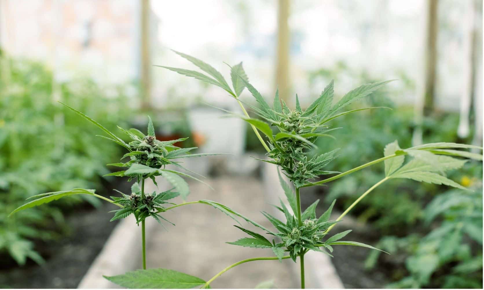 Discover 4 reasons why LPB remains the most trusted pot store online in Canada. Buy pot & enjoy cheap prices & fast delivery throughout Canada.