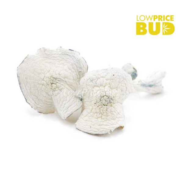 Buy Mushrooms – Albino Teacher online Canada