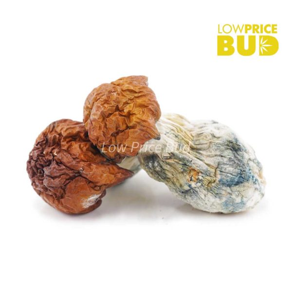 Buy Mushrooms – Bluey Vuitton online Canada