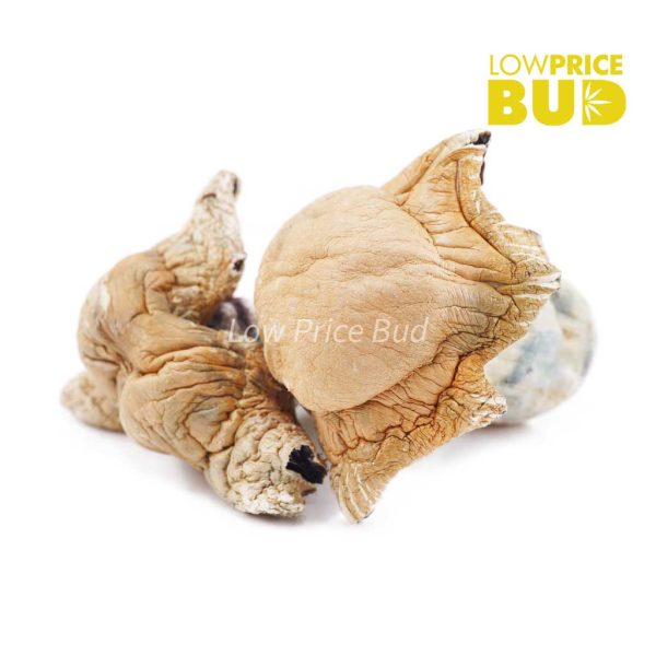 Buy Mushrooms – Hillbilly Pumpkin online Canada