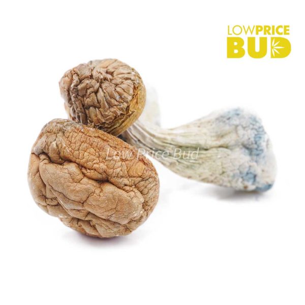 Buy Mushrooms – Texas Penis Envy online Canada