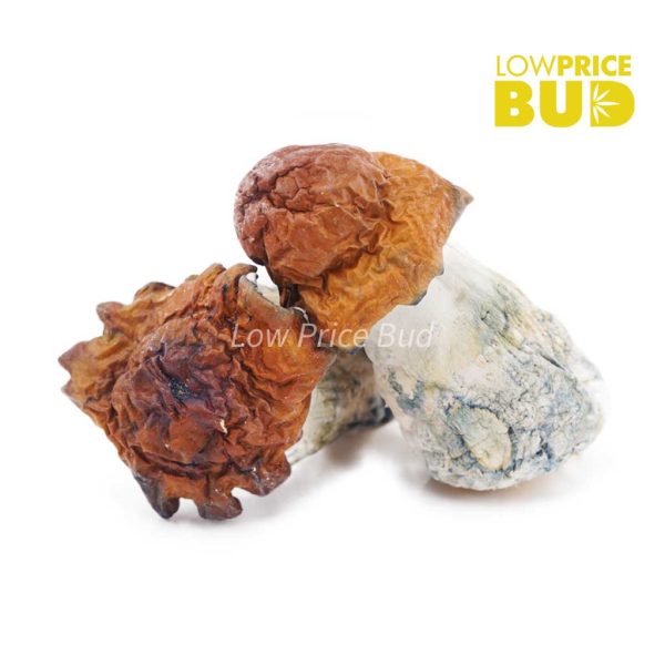 Buy Mushrooms – Texas Yellow Cap online Canada