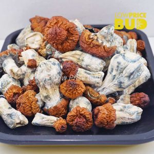 Buy Mushrooms – Bluey Vuitton online Canada