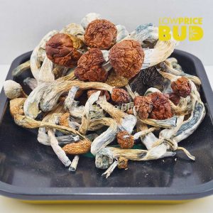 Buy Mushrooms – Makilla Gorilla online Canada
