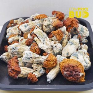 Buy Mushrooms – Texas Yellow Cap online Canada