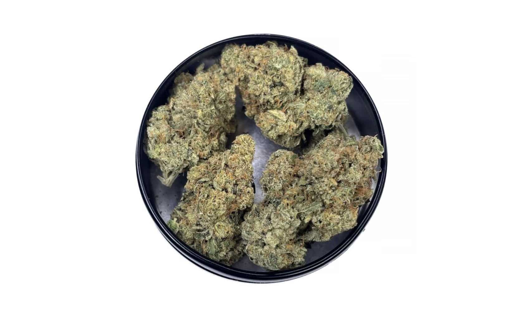 Discover the powerful effects of the potent King Louis strain, an indica-leaning hybrid known for its complex aroma, flavour & high THC levels.