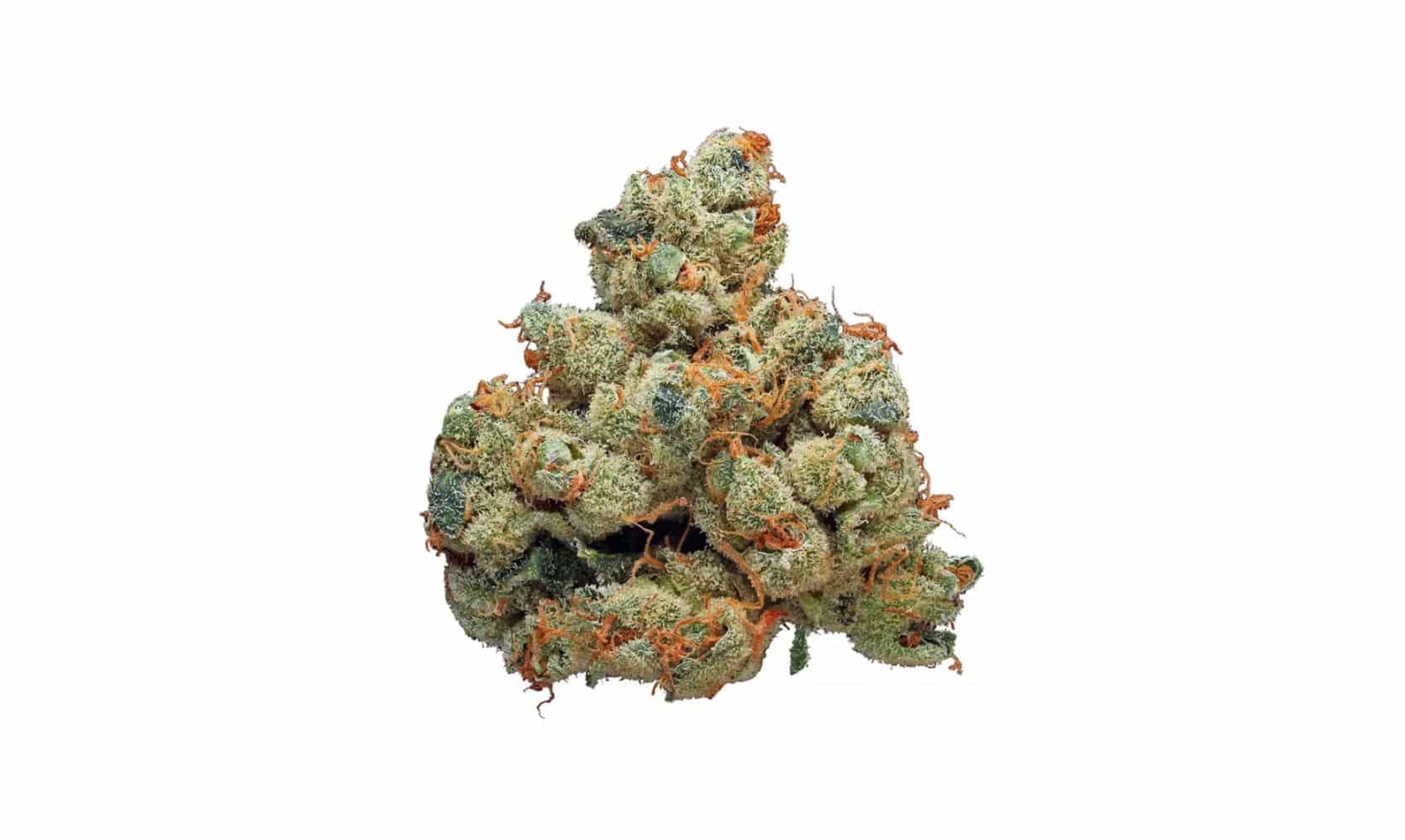 White fire OG is definitely not a common type of fire, right? This is actually a cannabis strain that's extremely flavourful & exciting! Find out more!