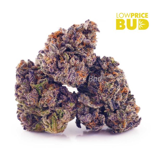 Buy El Padrino (AAA) online Canada