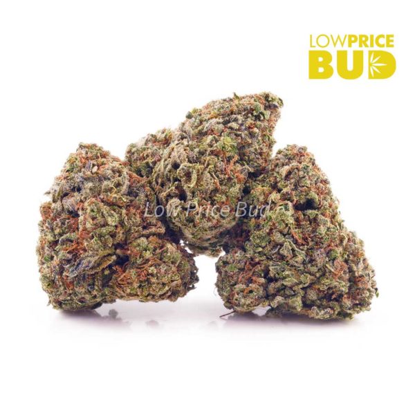 Buy Romulan (AA) online Canada