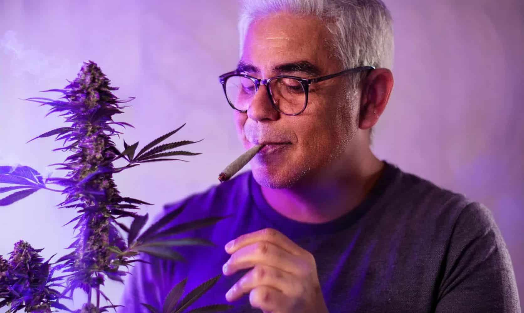 The Granddaddy Purple strain hits you hard and quick. With THC levels ranging from 17% to 27%, this is the best strain to order online in Canada.