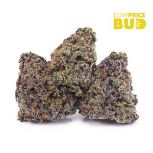 Buy Build Your Own (AA) Pound 16 x 28g online Canada