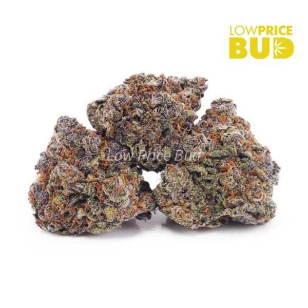 Buy Master Yoda (AA) online Canada