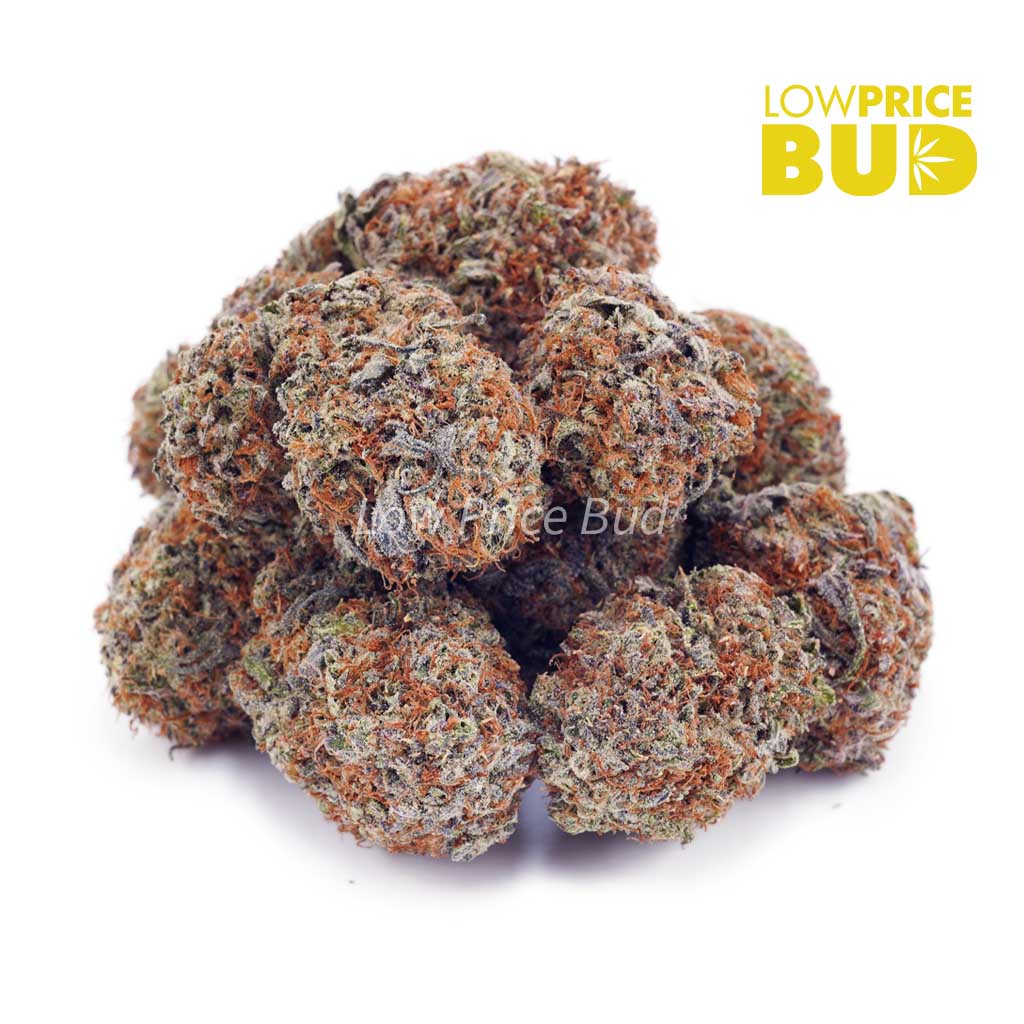 Buy Atomic Pink (AAA) online Canada