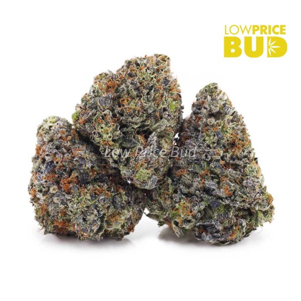 Buy Hawaiian Pink Punch (Craft Cannabis) online Canada