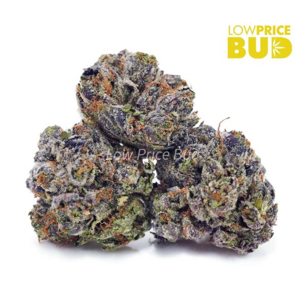 Buy Master Jedi (AAAA) online Canada