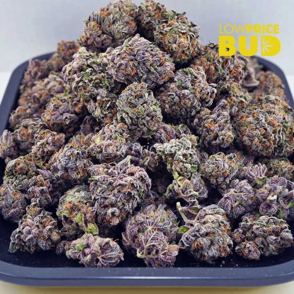 Buy Purple Ice Wreck (AAAA) online Canada