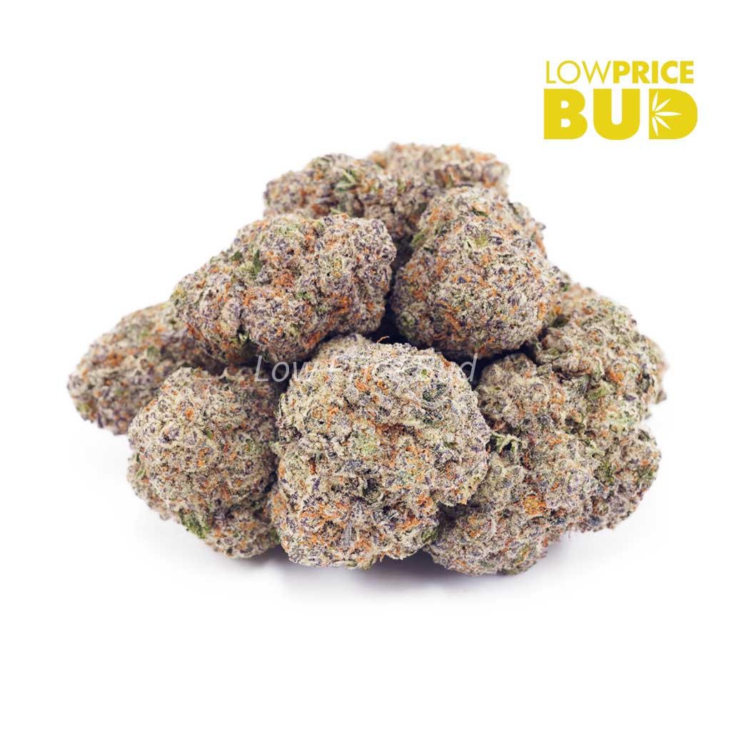 Buy Champagne Kush (AAAA) online Canada