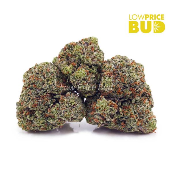 Buy Rockstar (AA) online Canada