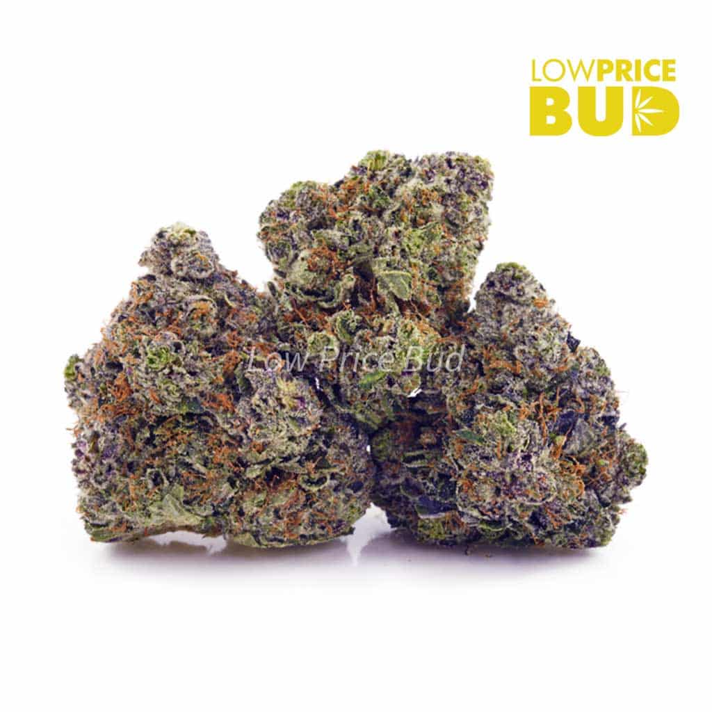 Pink Rob Ford (Craft Cannabis) Buy Pink Rob Ford (Craft Cannabis) online Canada