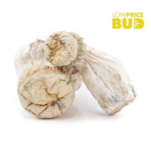 Buy Mushrooms – Leucistic online Canada