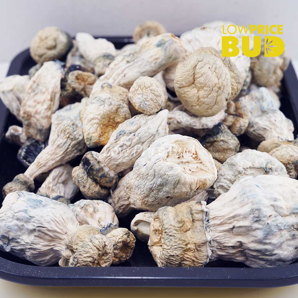 Buy Mushrooms – Leucistic online Canada