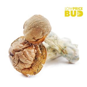 Buy Mushrooms – Code Blue online Canada