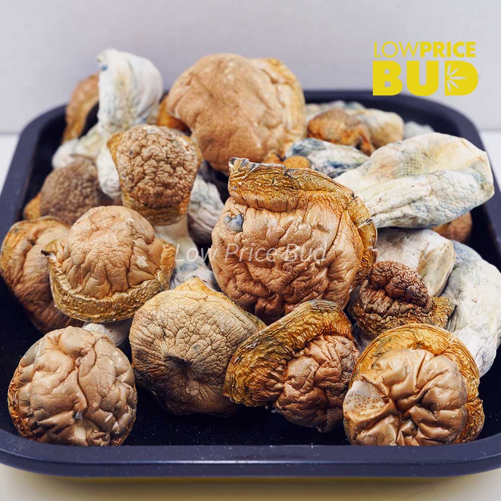 Buy Mushrooms – Code Blue online Canada