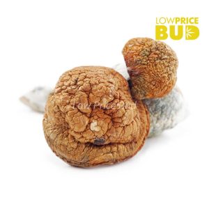 Buy Mushrooms – Blue Meanies online Canada