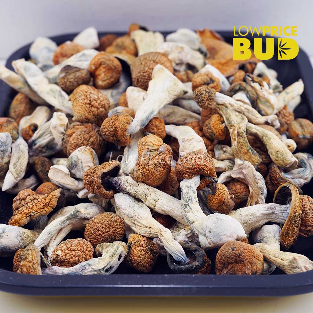 Buy Mushrooms – Blue Meanies online Canada