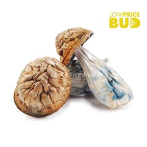 Buy Build Your Own Mushrooms Half Pound online Canada