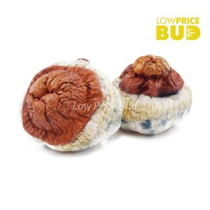 Buy Mushrooms – Wollongong online Canada