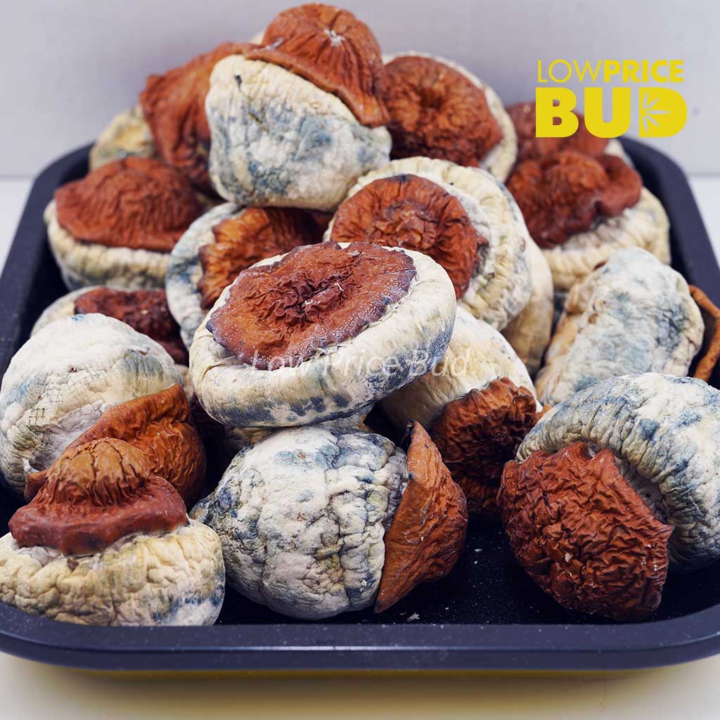 Buy Mushrooms – Wollongong online Canada