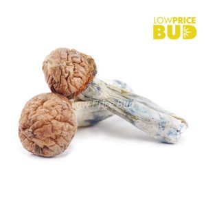 Buy Mushrooms – Makshak online Canada