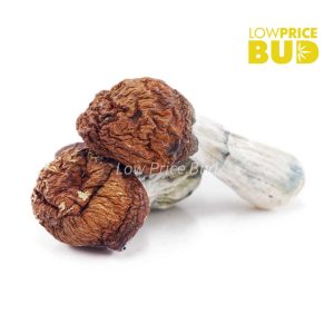 Buy Mushrooms – Penis Envy #6 online Canada