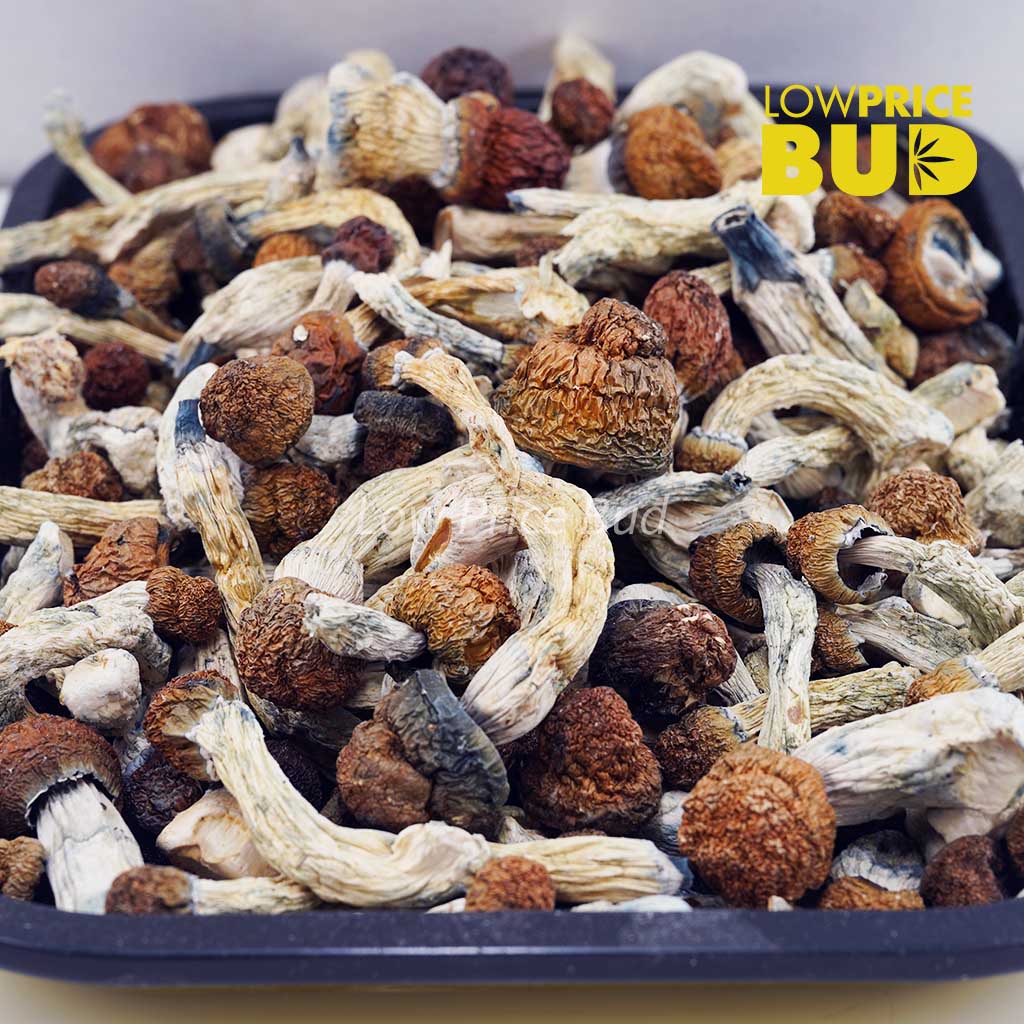 Buy Mushrooms – Penis Envy #6 online Canada